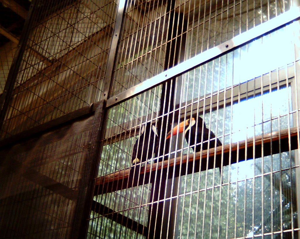 熱帯鳥温室の鳥