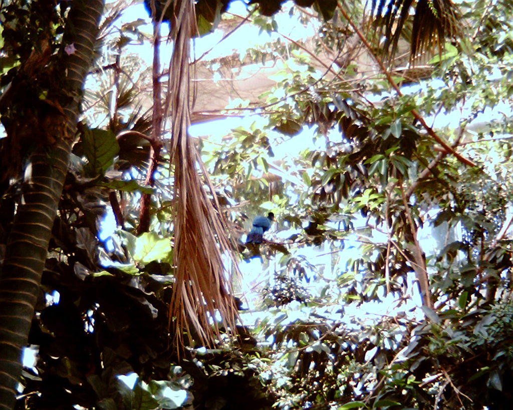 鳥と大きな熱帯植物（熱帯鳥温室内）