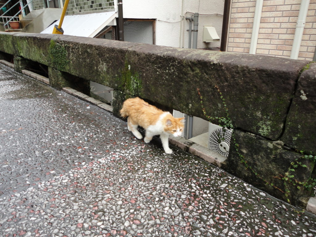 橋を渡る猫