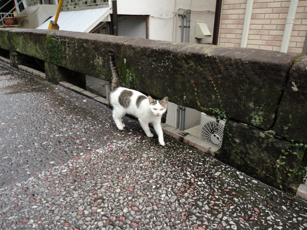 橋を渡る猫