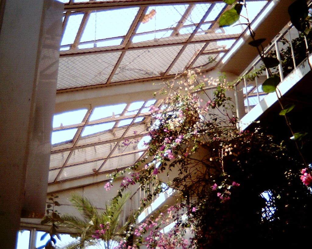 熱帯植物とガラス屋根