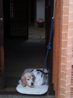 奈良町散歩の犬