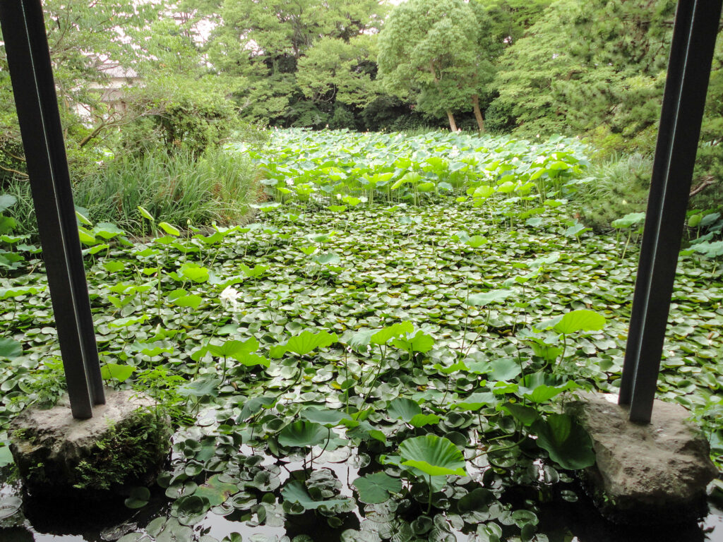 神奈川県立近代美術館と蓮池